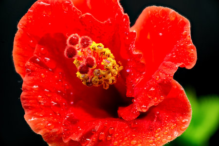 Hibiscus rosa-sinensis with black background. This is a tropical evergreen plant with pink flowers and green leaves during the sunny day.の写真素材