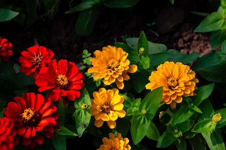 Close-up view showcasing the intricate details of a flower's petals with black backgroundの写真素材