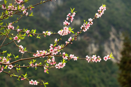 Detail of the flower of a peach tree in springの写真素材