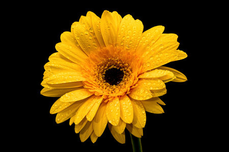 Close up Gerbera flowers with water drops on black background