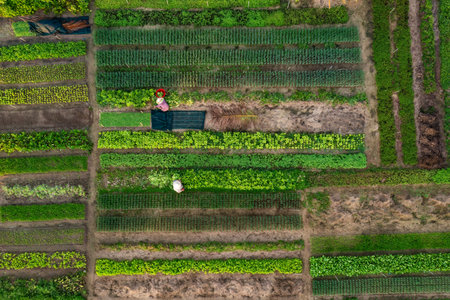 Aerial view of Tra Que Vegetable Village in Hoi An, Vietnam at sunrise.の写真素材