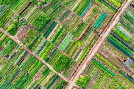 Aerial view of Tra Que Vegetable Village in Hoi An, Vietnam at sunrise.の写真素材