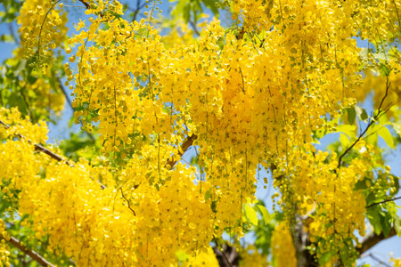 Bright yellow golden shower tree flowers blooming beautifully against a clear blue sky, symbolizing summer and tropical beautyの写真素材