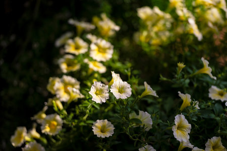 Bright white and yellow petunia flower blooming among fresh green leaves, showing natural beauty and vibrant colorsの写真素材