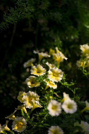 Bright white and yellow petunia flower blooming among fresh green leaves, showing natural beauty and vibrant colorsの写真素材
