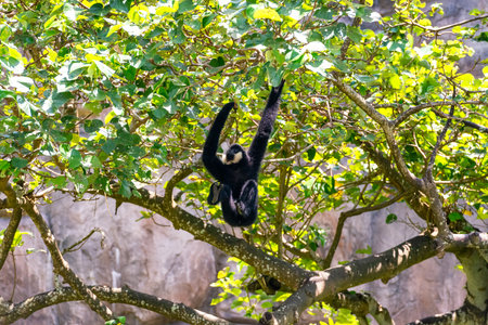 A northern white-cheeked gibbon (Nomascus leucogenys) hanging on a tree branch in a green forest....