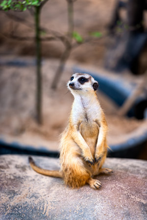 A curious meerkat (Suricata suricatta) sitting upright on a rock, alert and watchful.の写真素材