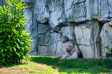 A rare white tiger (Panthera tigris tigris) resting in the shade near a rock cave with green grass in the foreground.の写真素材