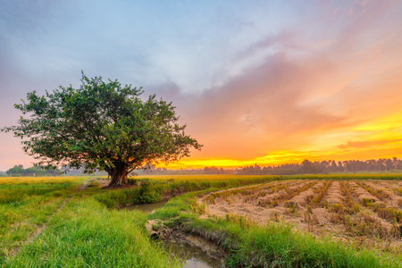 Peaceful sunset scene over a green rice field with a large tree under colorful sky in rural Vietnamの写真素材