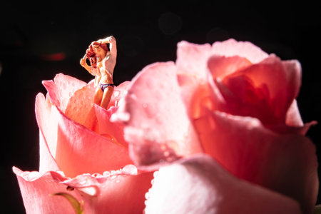 Beautiful pink rose on black background. Shallow depth of field.の写真素材