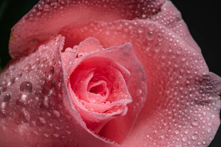 beautiful pink rose with water drops on petals close-upの写真素材