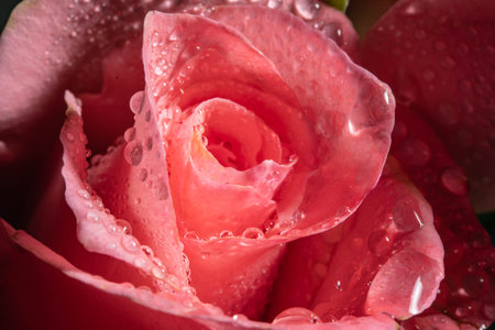 beautiful pink rose with water drops on petals close-upの写真素材