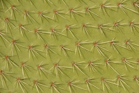 Thorn texture on the surface of a pricky pear leafの写真素材