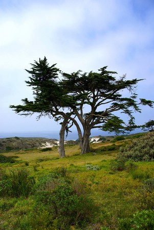 Single Tree taken at Cape Point nature reserve in the Western Cape of South Africaの写真素材