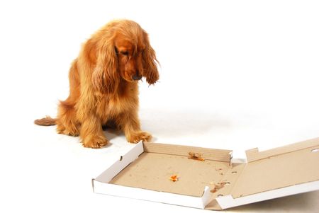 Disappointed puppy stearing into an empty pizza boxの写真素材