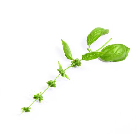 Fresh sprig of lush green Basil isolated on white backgroundの写真素材