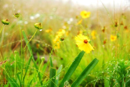 Yellow flowers in a field, great for backgroundsの写真素材