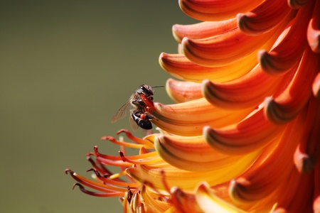 Bee collecting pollen on an aloe flowerの写真素材
