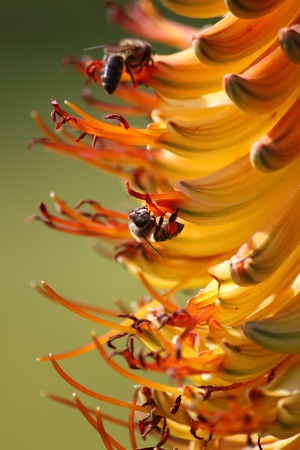 Close up of a bee collecting pollen on an aloe flowerの写真素材