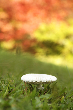 Mushroom growing on a green lawn with a brightly colored autumn backgroundの写真素材