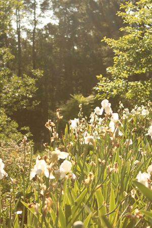 Spring garden with white iris flowers in the early morning lightの写真素材