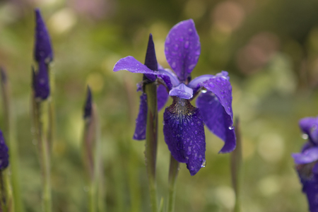 Purple flower with water drops on the petals after the rain set against a green background