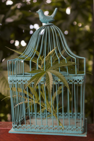 Cannabis in a cage with one leaf showing beyond the barsの写真素材