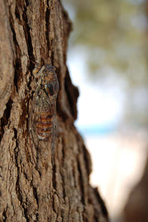 Noisy cicada on crete