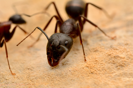 Strong jaws of red ant close-upの写真素材