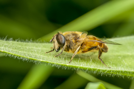 Bee macro in green natüre - Stock Imageの写真素材