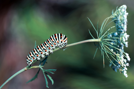 Caterpillar   - Stock Imageの写真素材