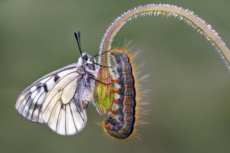 Butterfly's community   - Stock Imageの写真素材