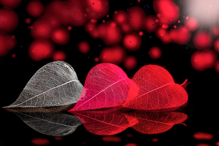 LEAF - STOCK IMAGEの写真素材