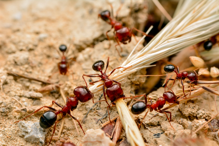 Strong jaws of red ant-close-upの写真素材