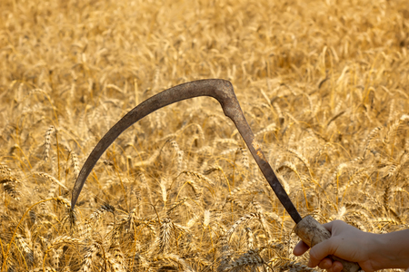 Farmer posing in cultivated wheat fieldの写真素材