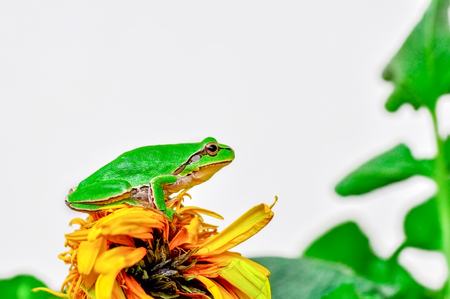 Sign In Beautiful Europaean Tree frog Hyla arborea - Stock Imageの写真素材