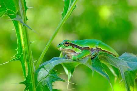 Sign In Beautiful Europaean Tree frog Hyla arborea - Stock Image