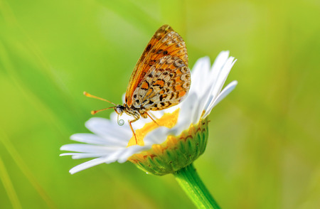 Closeup of beautiful butterfly sitting on flower