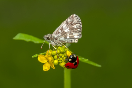 Closeup of beautiful butterfly sitting on flowerの写真素材