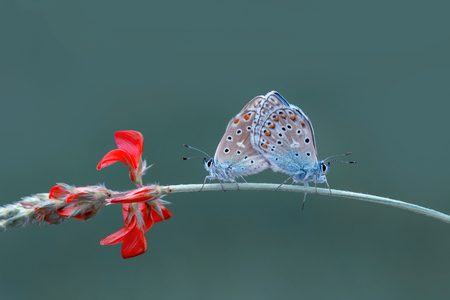 Closeup of beautiful butterfly sitting on flower