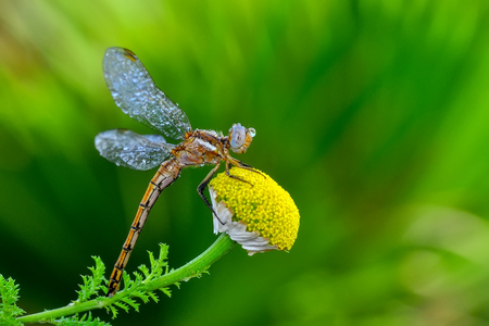 Macro shots, Beautiful nature scene dragonfly.の写真素材
