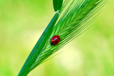 Beautiful ladybug on leaf defocused backgroundの写真素材