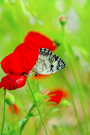 Closeup of beautiful butterfly sitting on flowerの写真素材