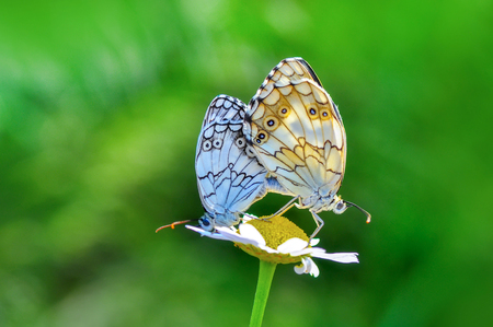 Closeup of beautiful butterfly sitting on flowerの写真素材