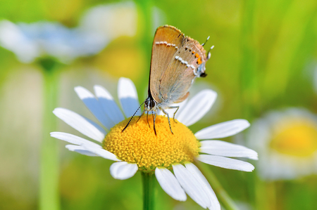 Closeup of beautiful butterfly sitting on flowerの写真素材