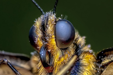 Closeup of beautiful butterfly sitting on flower