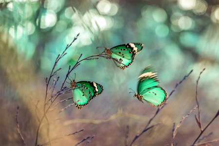 Closeup of beautiful butterfly sitting on flowerの写真素材