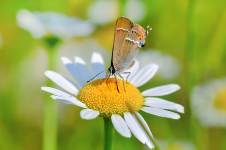 Closeup of beautiful butterfly sitting on flowerの写真素材