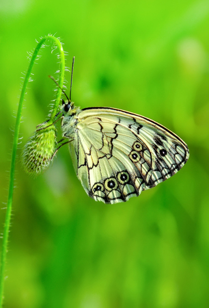 Closeup of beautiful butterfly sitting on flowerの写真素材