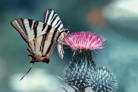 Closeup of beautiful butterfly sitting on flowerの写真素材